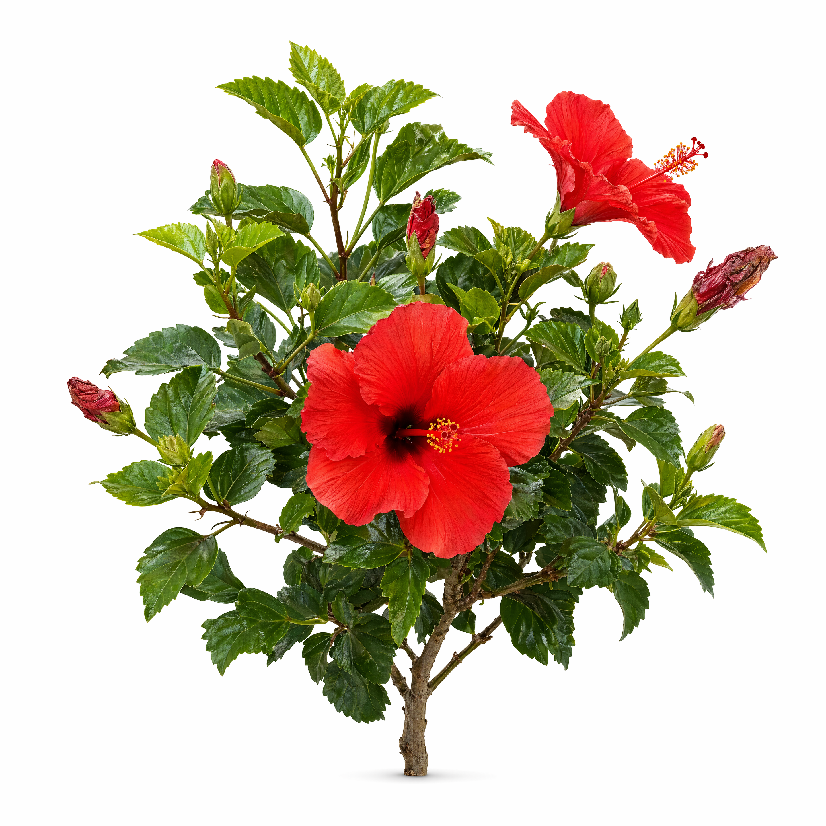 Hibiscus, China Rose