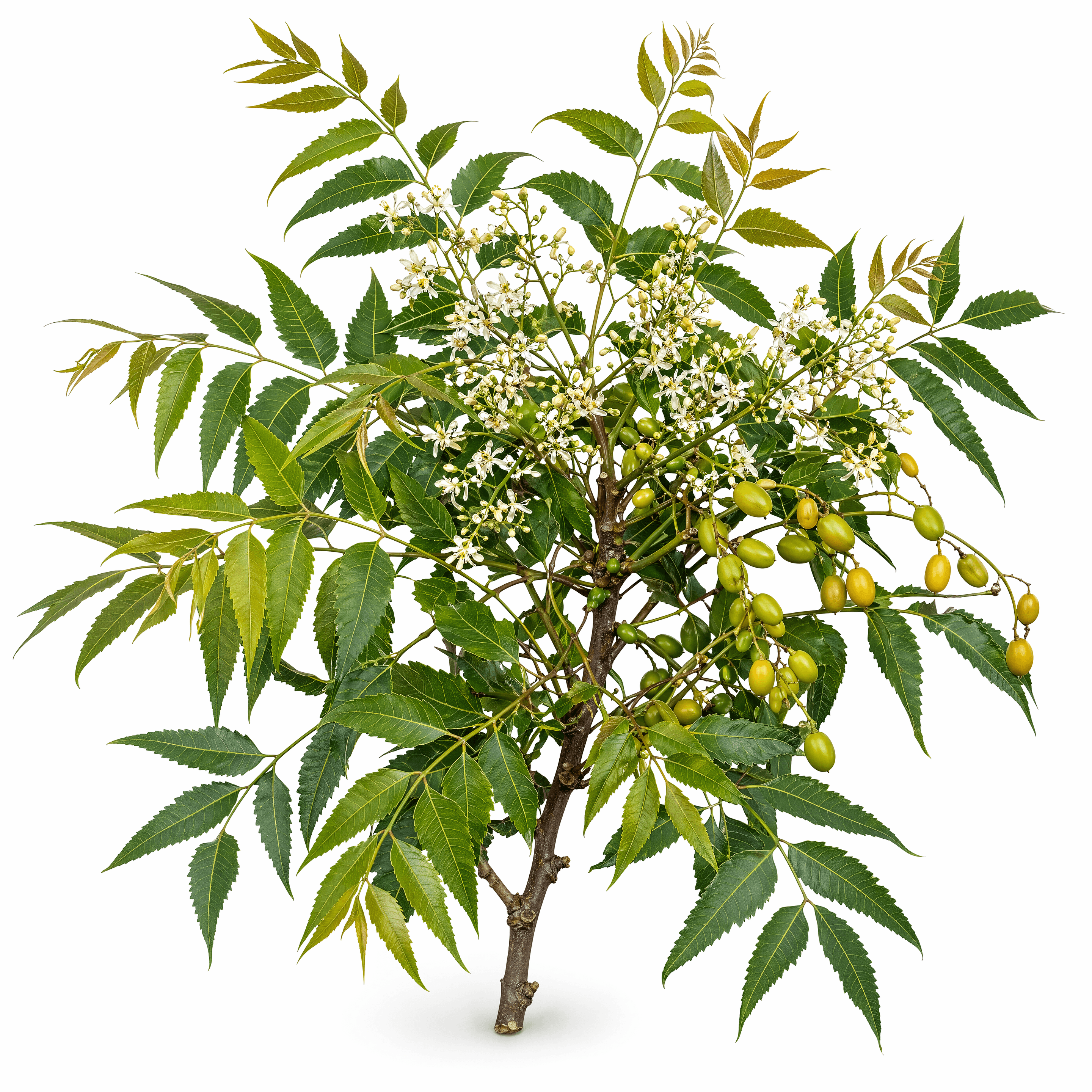 নিম