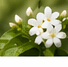 Community plant